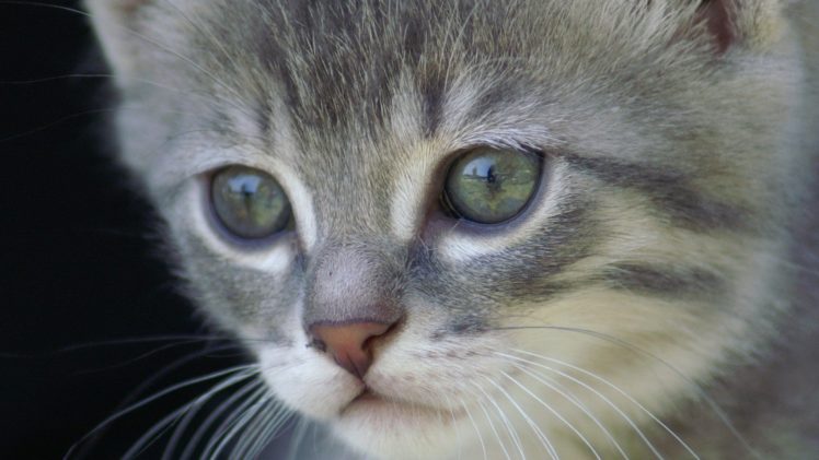 cats, Animals, Cat, Eye HD Wallpaper Desktop Background
