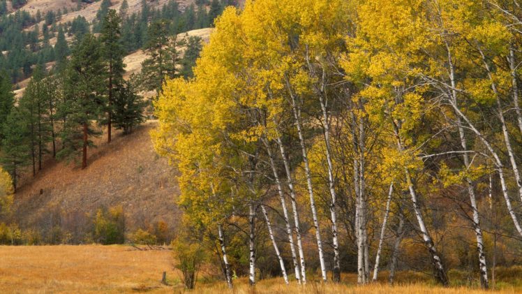 mountains, Nature, Trees, Grove, Aspen, Washington HD Wallpaper Desktop Background