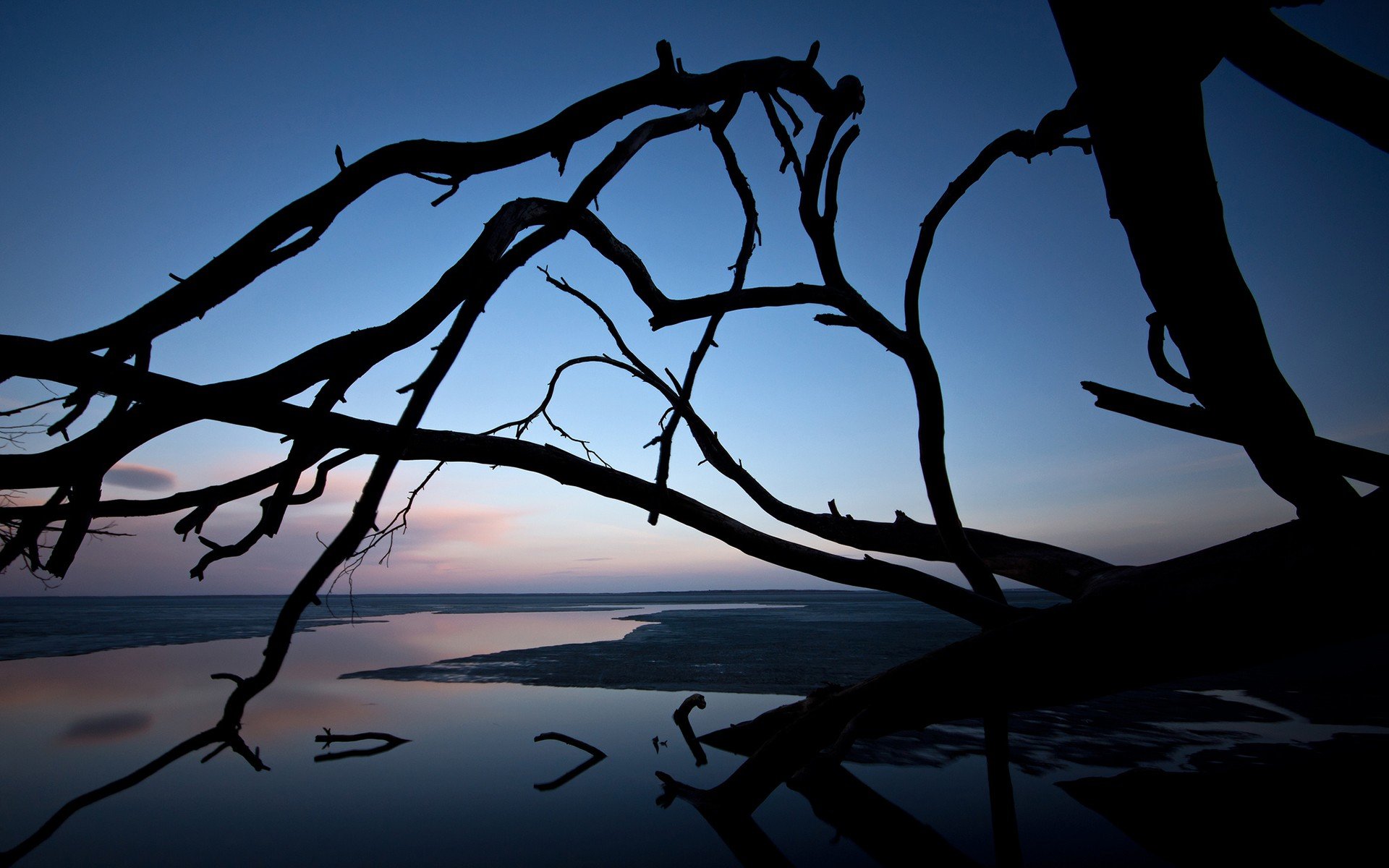 trees, Silhouettes Wallpaper
