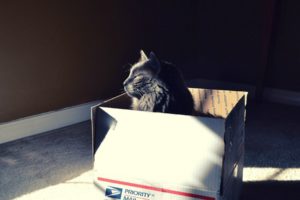 cats, Animals, Sunlight, Boxes