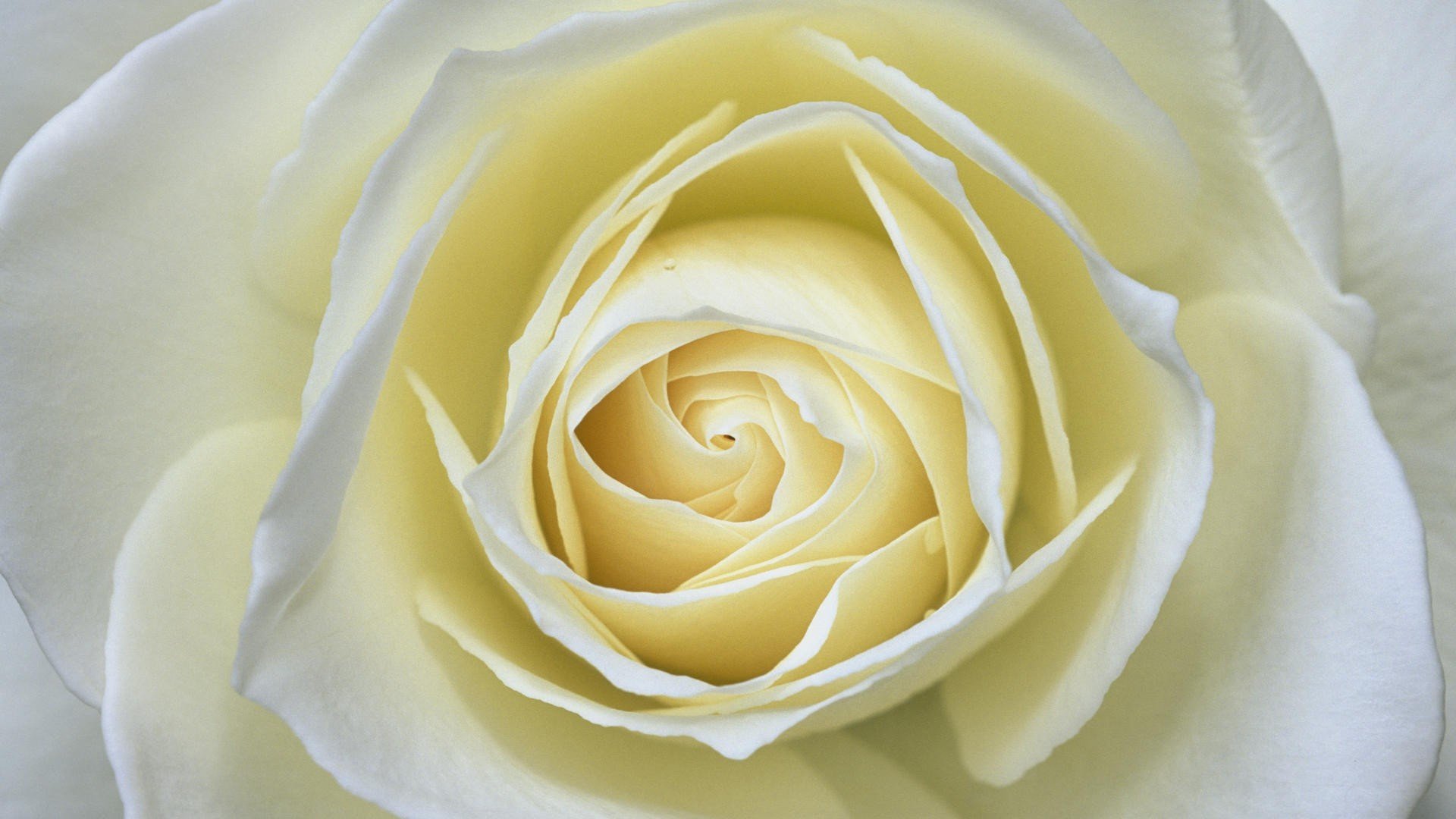 flowers Wallpaper