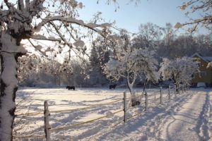 nature, Winter, Snow, Fences, Horses, Snow, Landscapes