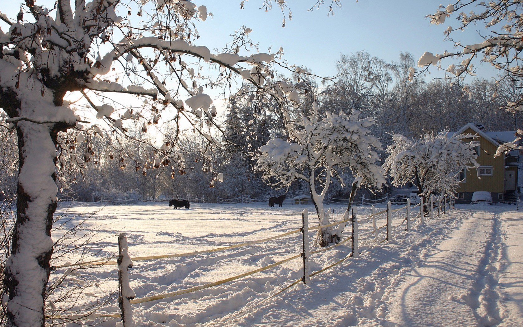 nature, Winter, Snow, Fences, Horses, Snow, Landscapes Wallpaper