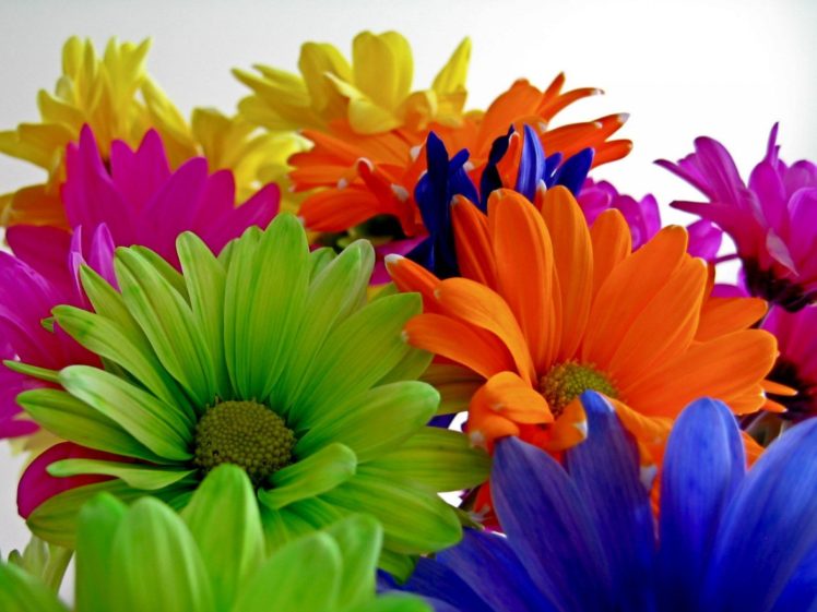multicolor, Flowers HD Wallpaper Desktop Background