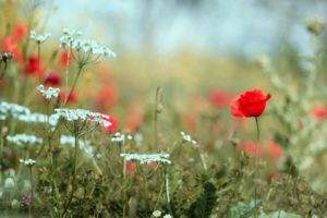 nature, Flowers, Poppies