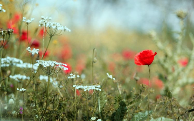 nature, Flowers, Poppies HD Wallpaper Desktop Background