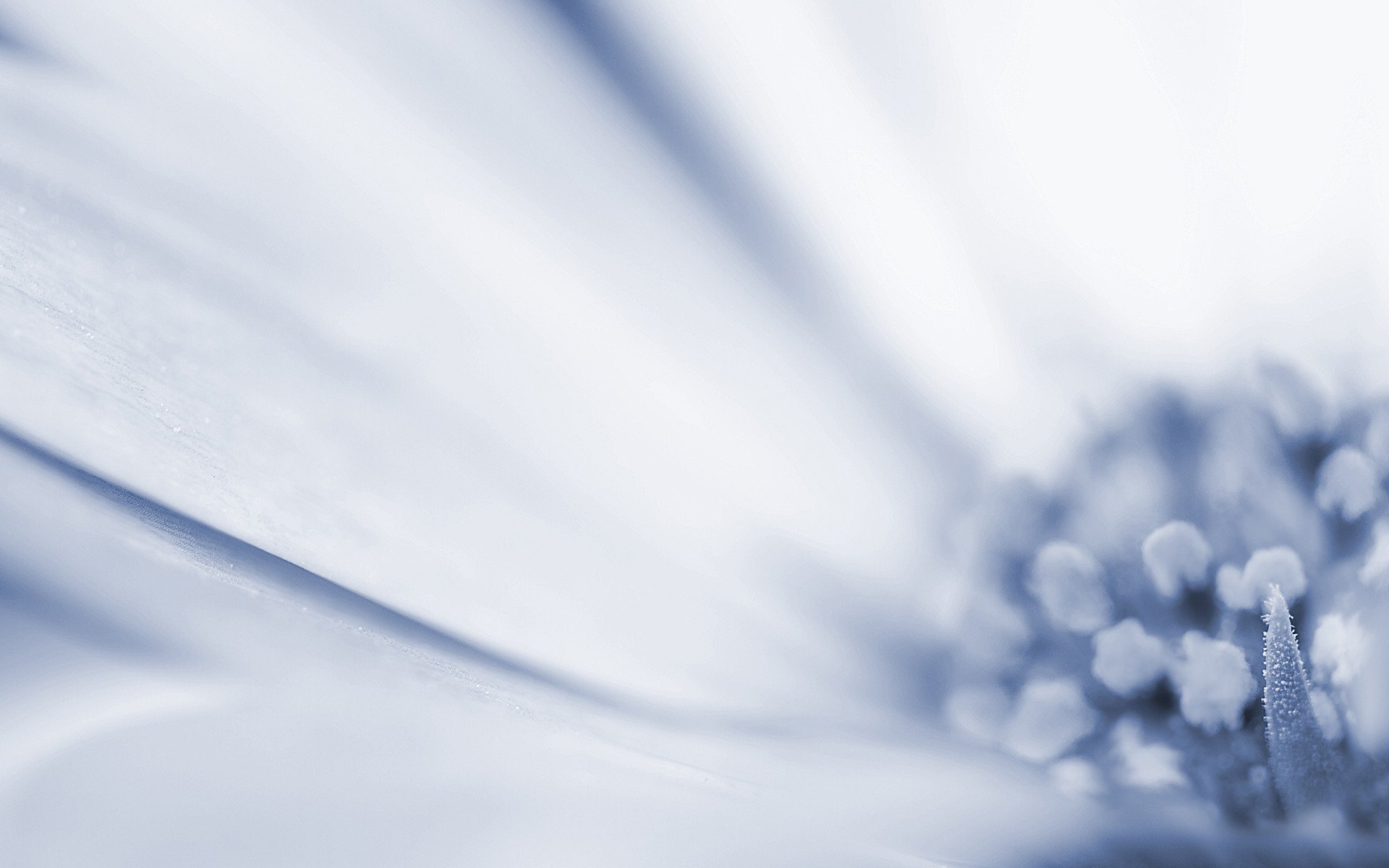 flowers, Macro Wallpaper