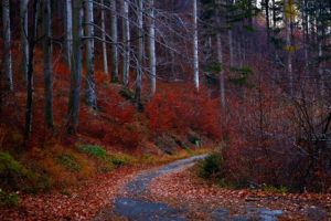 forest, Autumn, Fall, Leaves, Road