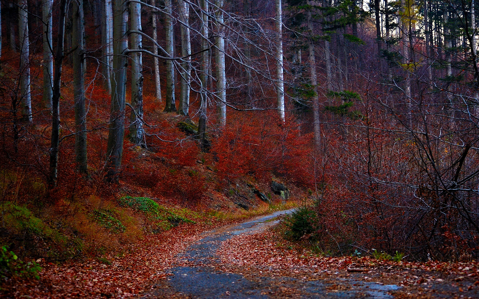 forest, Autumn, Fall, Leaves, Road Wallpaper
