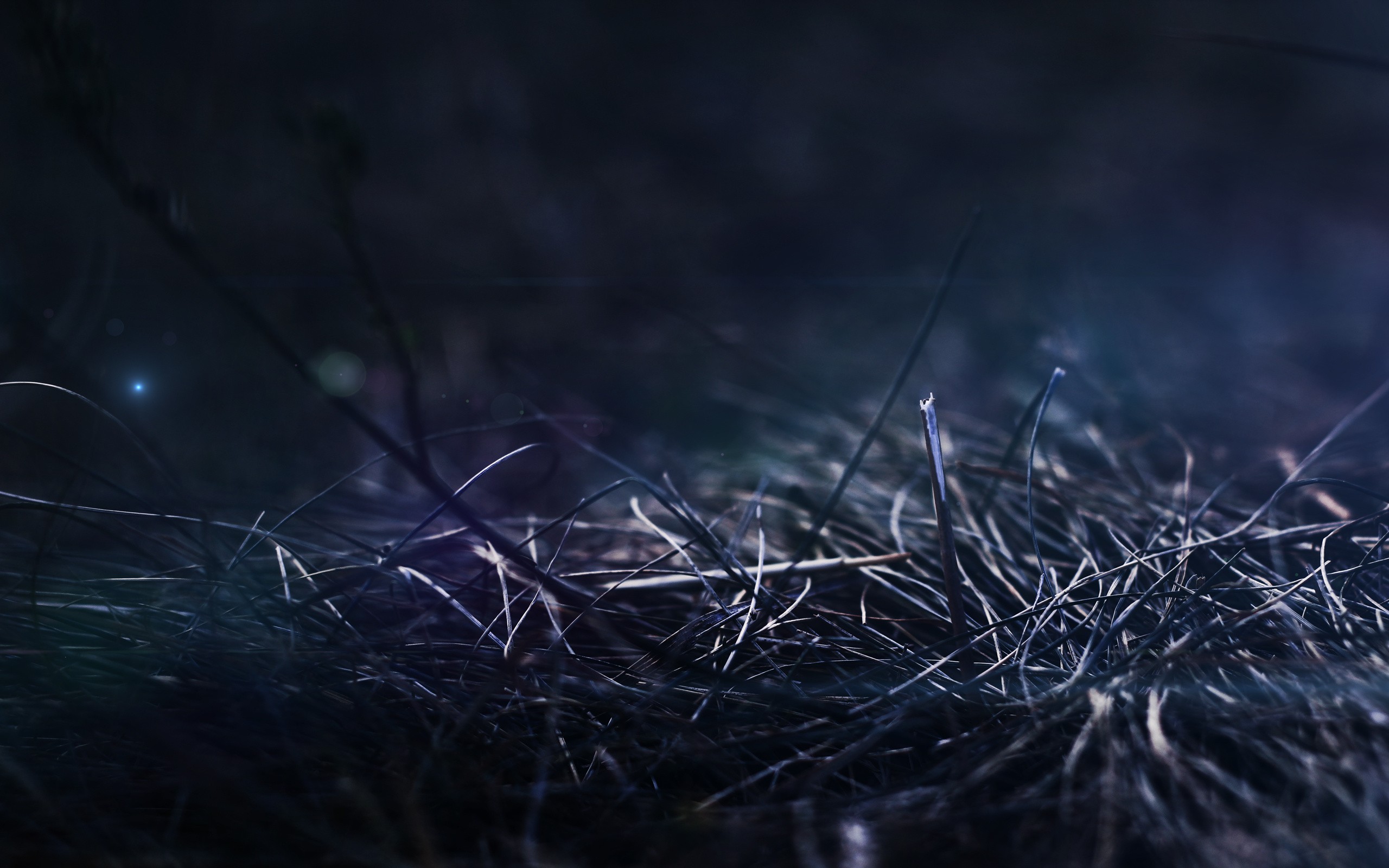 grass, At, Night Wallpaper