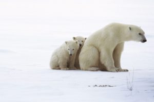 family, Animals, Polar, Bears