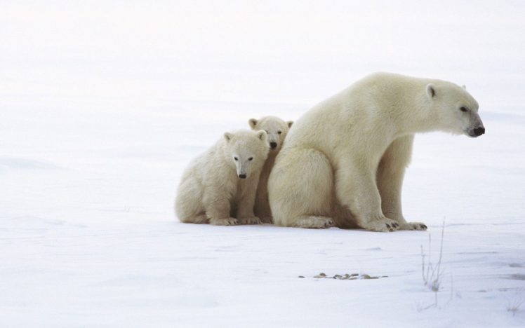 family, Animals, Polar, Bears HD Wallpaper Desktop Background
