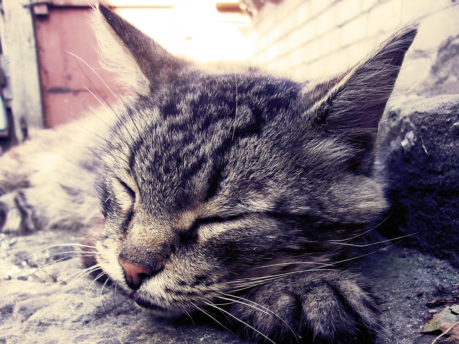 cats Wallpaper