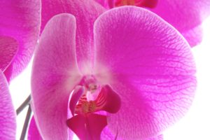 close up, Nature, Flowers, Orchids, Pink, Flowers