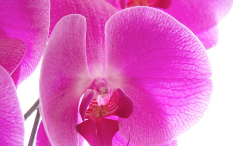 close up, Nature, Flowers, Orchids, Pink, Flowers HD Wallpaper Desktop Background