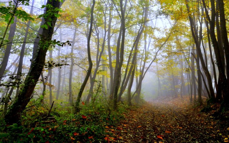 forest, Autumn, Fall, Roads, Leaves HD Wallpaper Desktop Background