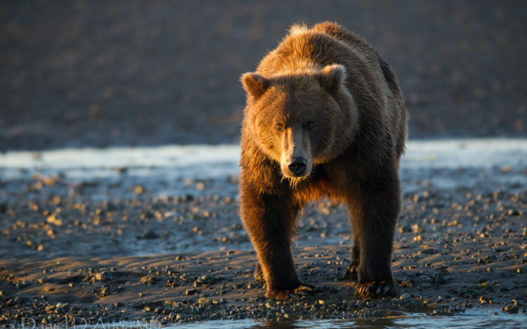 bear HD Wallpaper Desktop Background