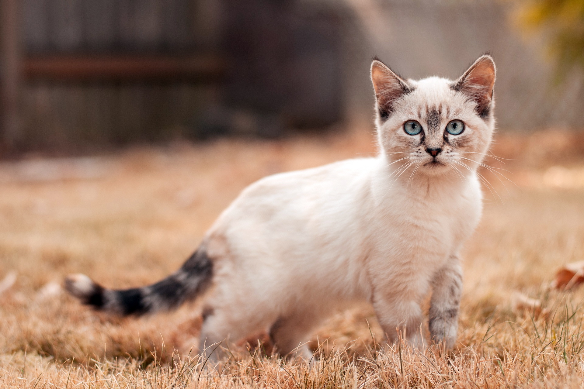 kitten Wallpaper