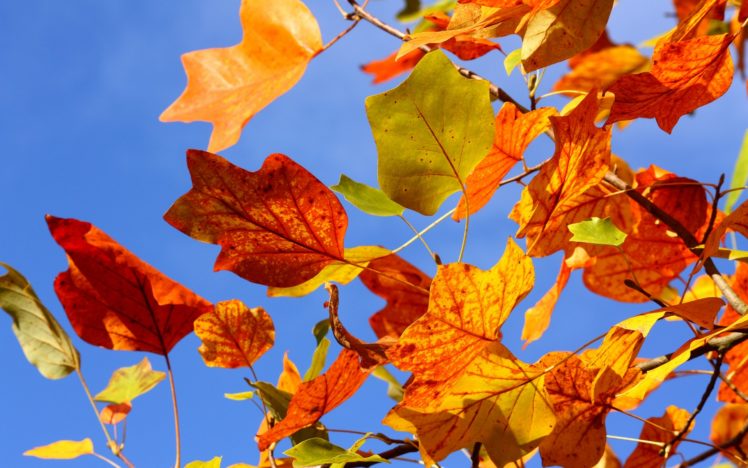 trees, Autumn, Fall HD Wallpaper Desktop Background