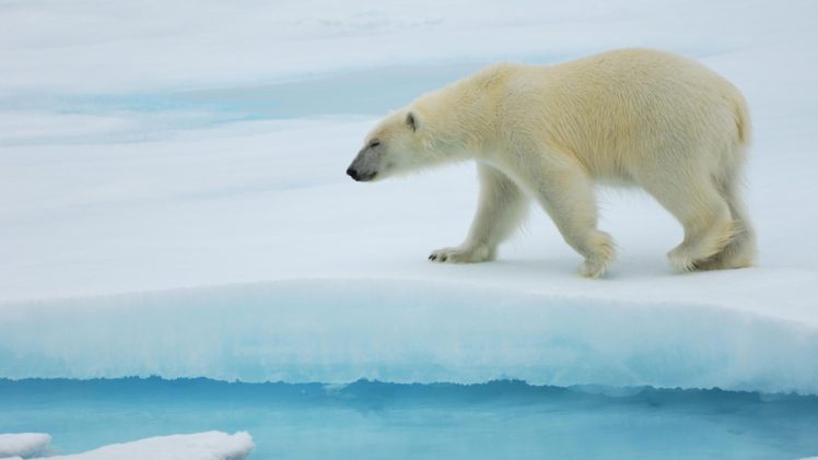 ice, Nature, Animals, Polar, Bears HD Wallpaper Desktop Background