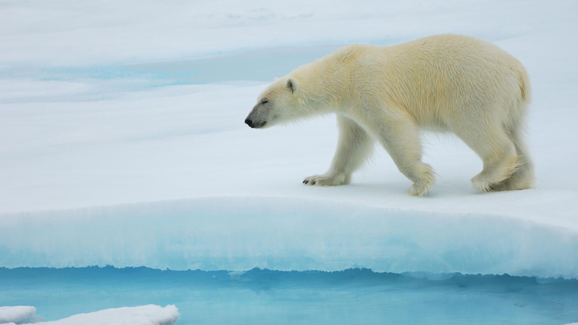ice, Nature, Animals, Polar, Bears Wallpaper