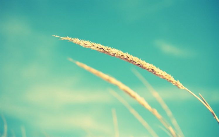 grass, Wheat, Skies HD Wallpaper Desktop Background