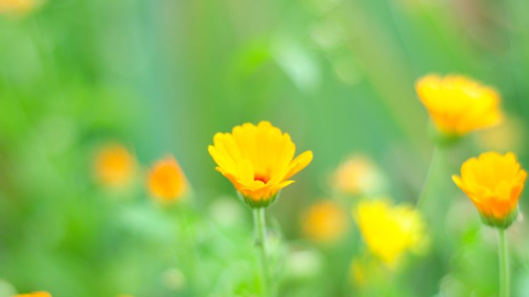nature, Flowers, Yellow, Flowers HD Wallpaper Desktop Background