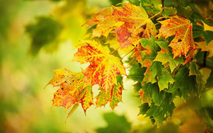 trees, Autumn, Fall HD Wallpaper Desktop Background