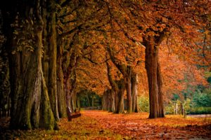 trees, Autumn, Bench, Parks