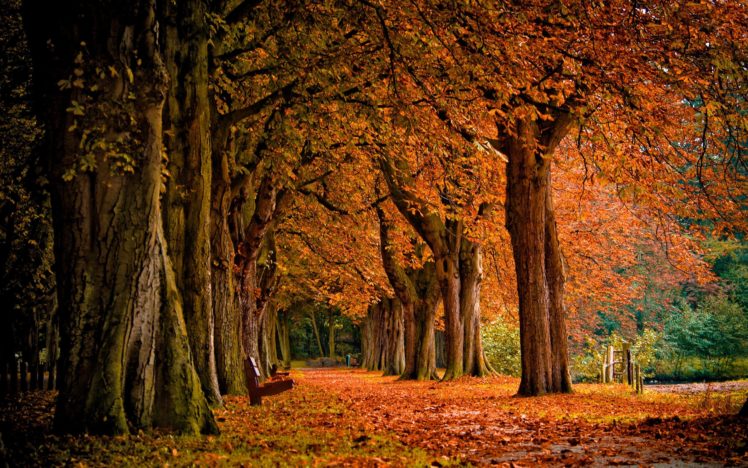 trees, Autumn, Bench, Parks HD Wallpaper Desktop Background