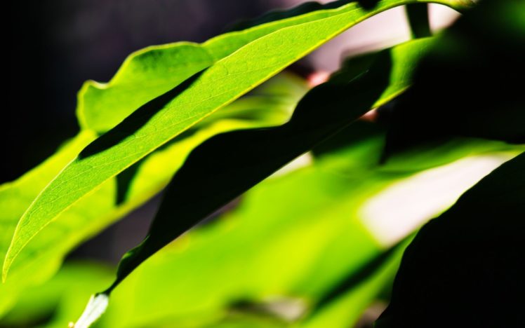 green, Nature, Leaves HD Wallpaper Desktop Background