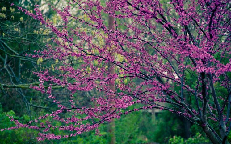 nature, Trees, Flowers, Pink, Flowers, Flowered, Trees HD Wallpaper Desktop Background