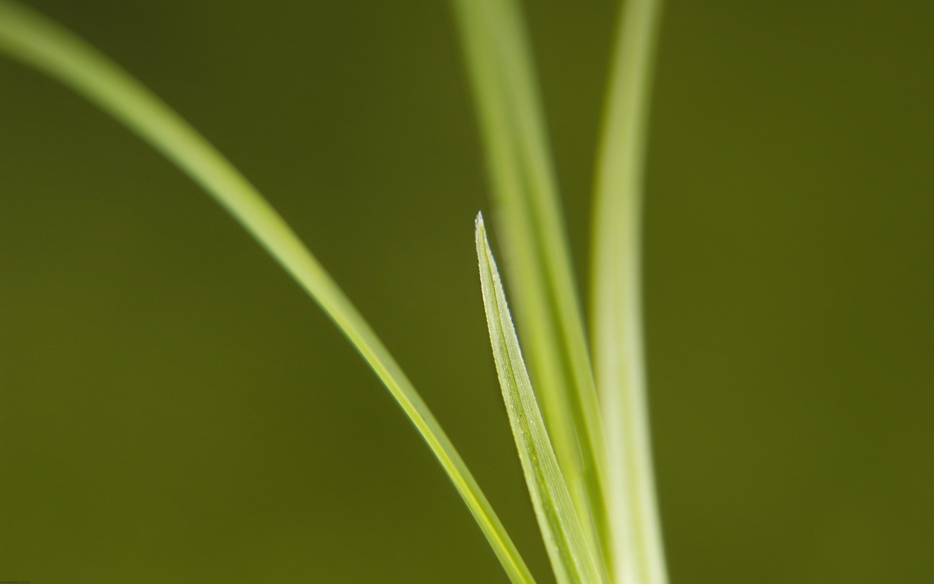 green, Grass, Macro Wallpaper