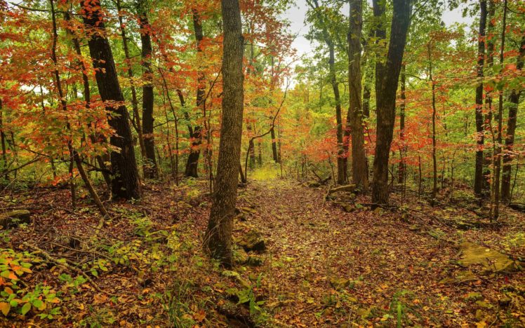 autumn, Forest, Trees, Nature HD Wallpaper Desktop Background