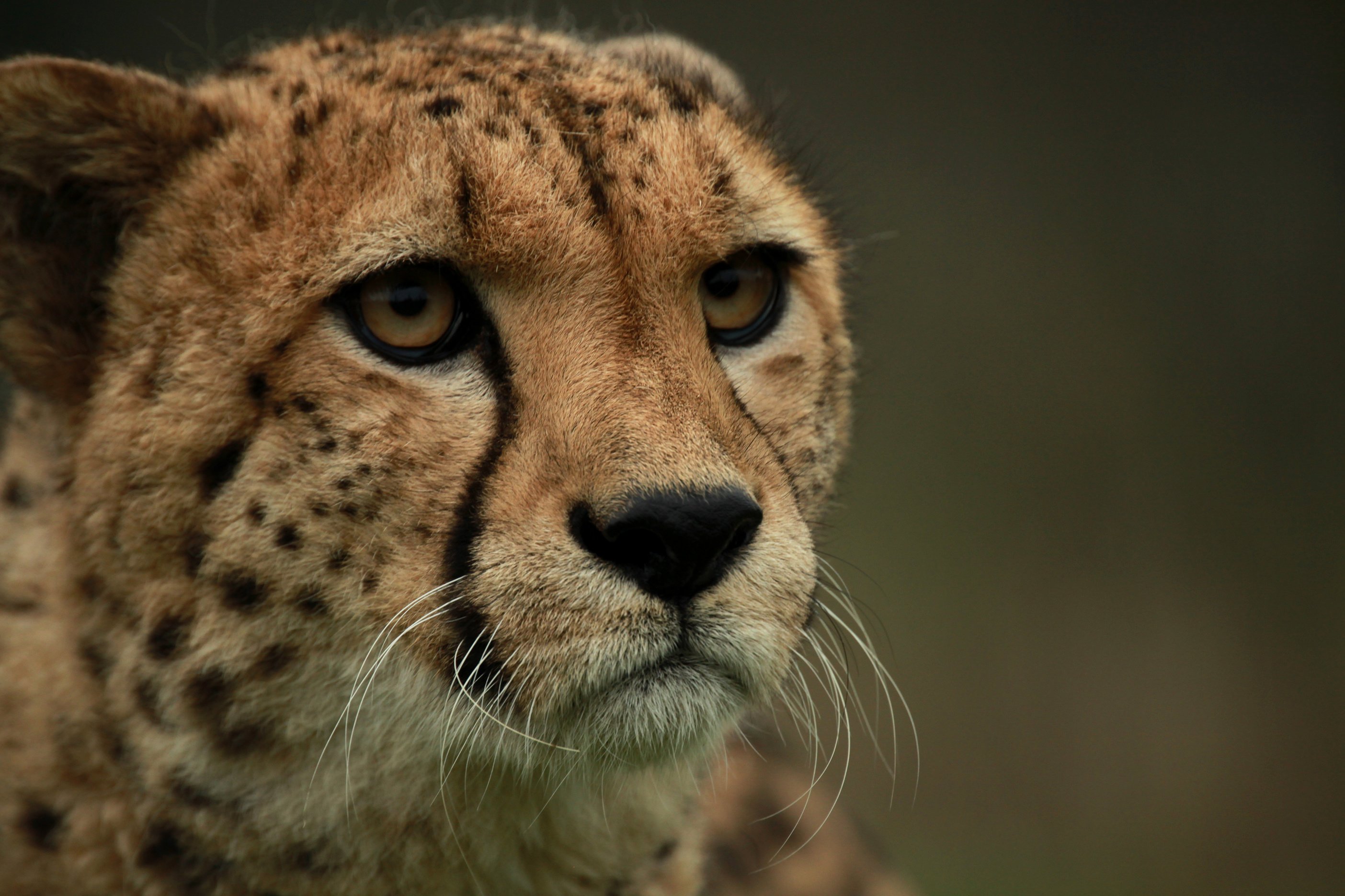 cat, Muzzle, Cheetah, Eyes Wallpaper