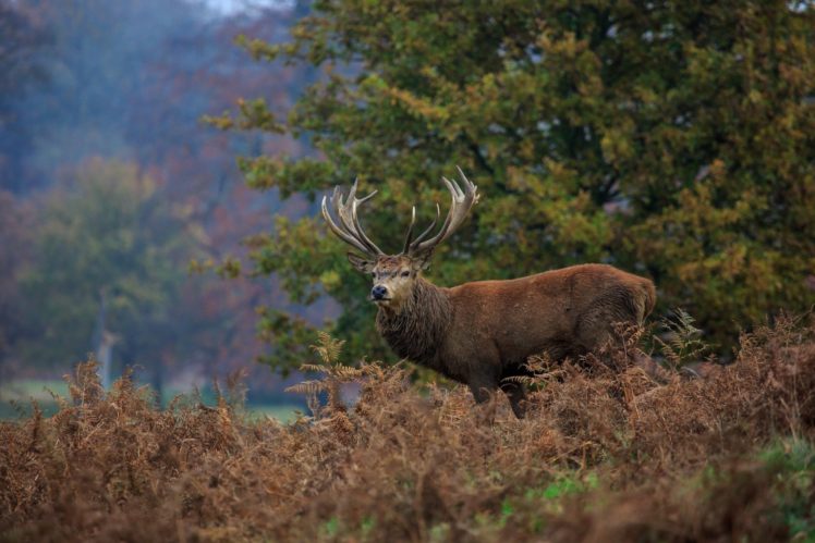 deer, Antlers, Forest, Thickets HD Wallpaper Desktop Background