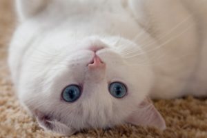 eyes, Ears, White, Eyes, Cat, Whiskers