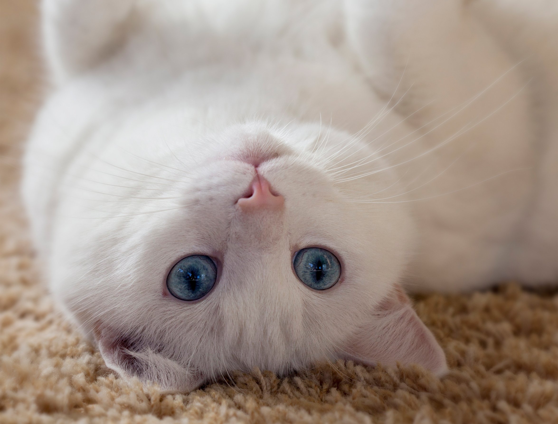eyes, Ears, White, Eyes, Cat, Whiskers Wallpaper