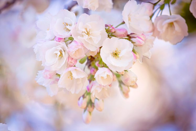 flowering, Cherry, Branch, Spring, Sakura HD Wallpaper Desktop Background