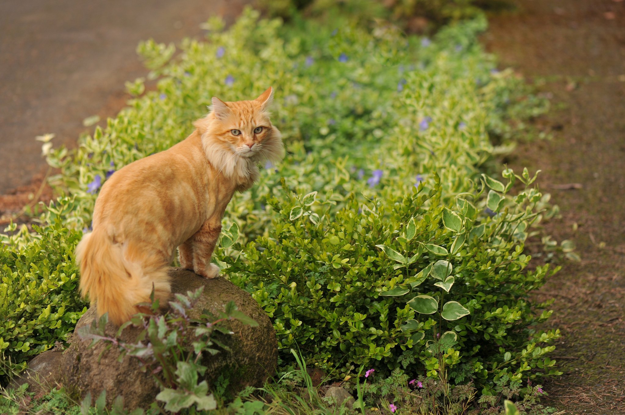 flowers, Red, Stone, Cat, Grass Wallpaper