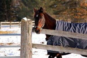 horse, Face, Corral, Fence, Blanket, Winter, Snow
