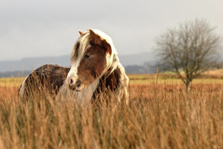 horse, Face, Grass, Pasture, Field, Autumn HD Wallpaper Desktop Background