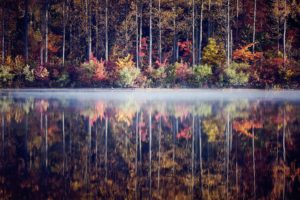 lake, Forest, Trees, Shrubs, Autumn, Reflection