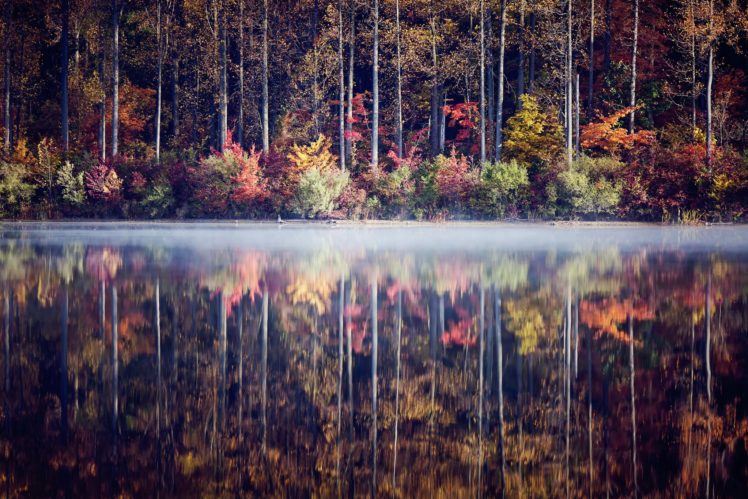 lake, Forest, Trees, Shrubs, Autumn, Reflection HD Wallpaper Desktop Background