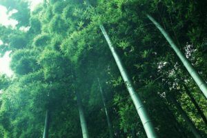 nature, Bamboo, Herbs, Forest