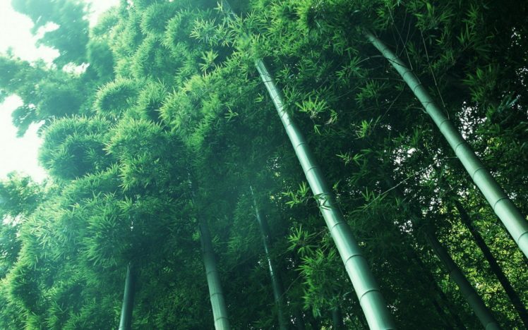 nature, Bamboo, Herbs, Forest HD Wallpaper Desktop Background