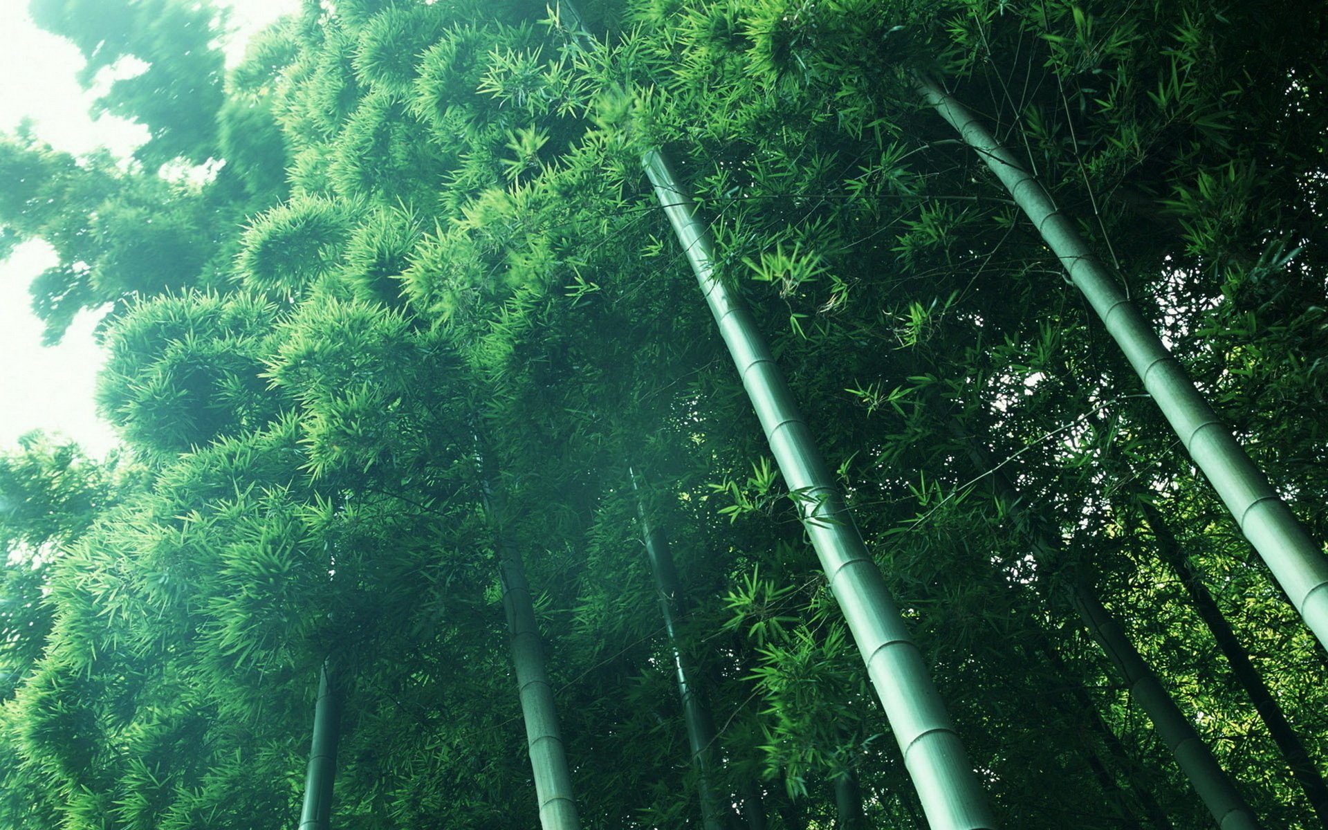 nature, Bamboo, Herbs, Forest Wallpaper