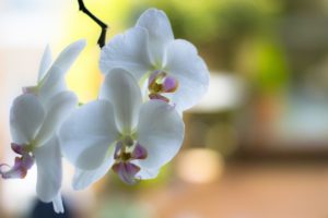 orchid, White, Branch, Flowers