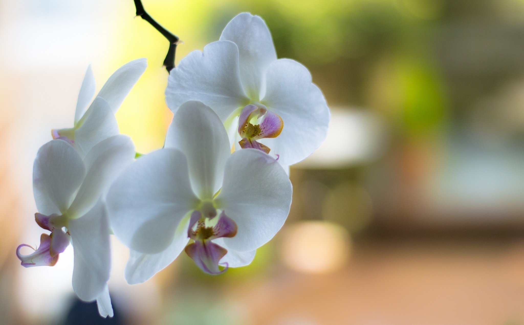 orchid, White, Branch, Flowers Wallpaper
