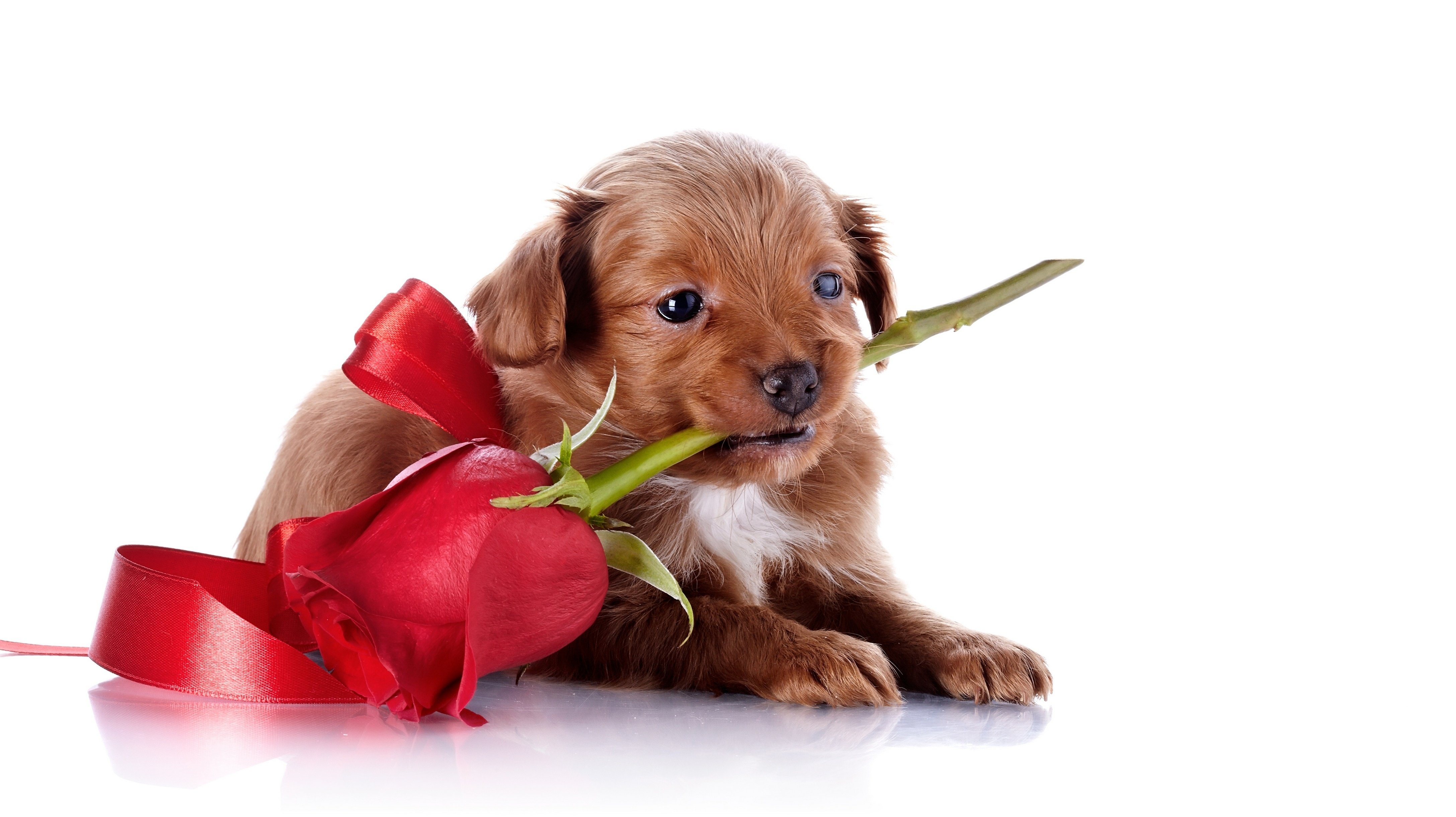 rose, Dog, Face Wallpaper
